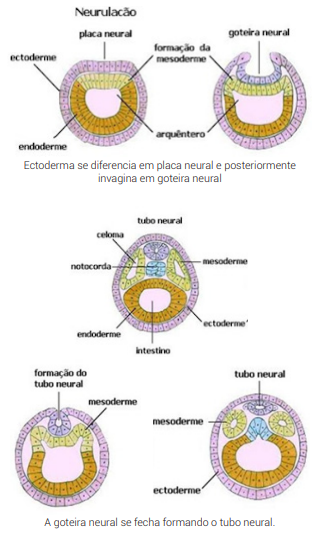 mórula blástula gástrula neurula