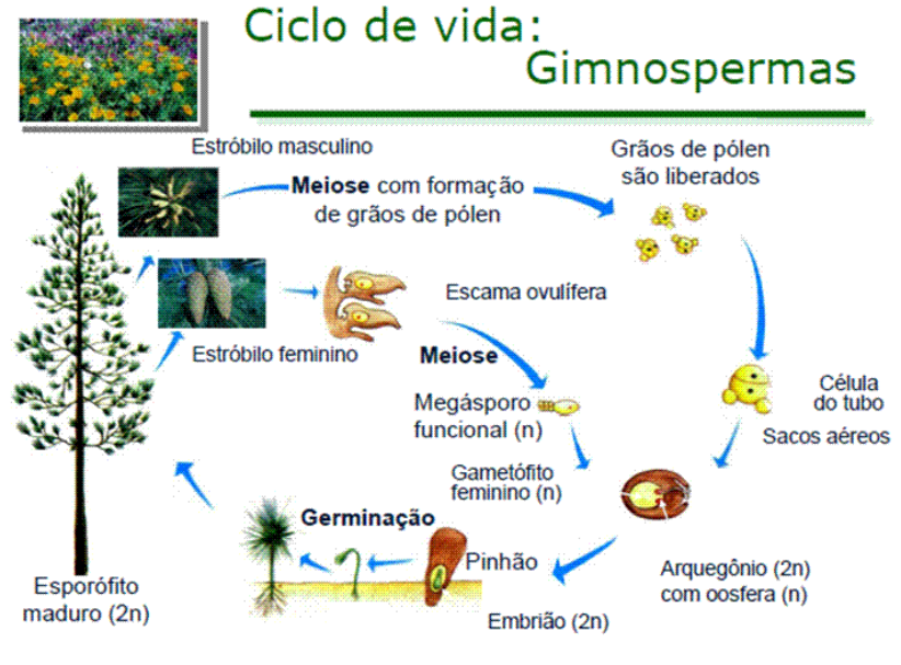 Angiosperma: reprodução sexuada