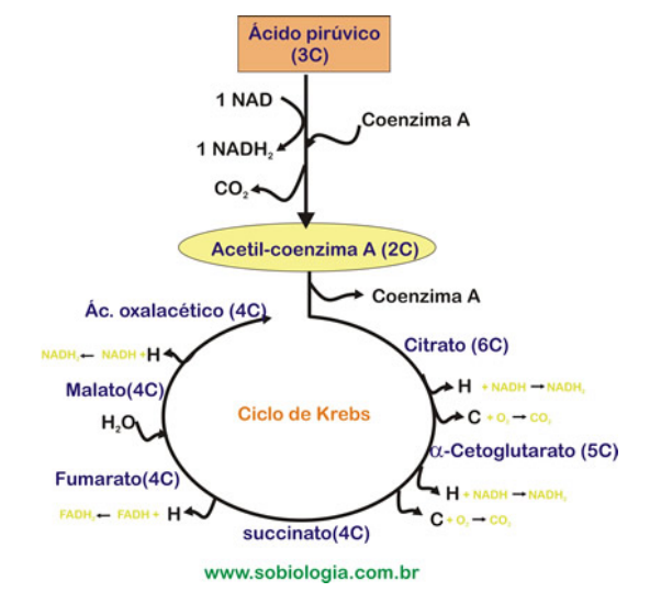 Ciclo de Krebs - Resumo, o que é, onde ocorre, etapas, saldo
