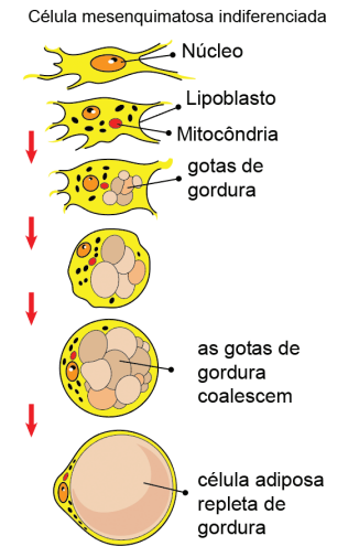 tipos de tecido conjuntivo frouxo