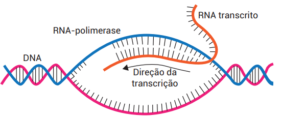 Transcrição e tradução (praticar)