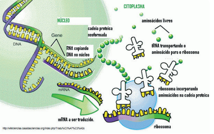 Esquema representativo do mecanismo de transcrição, tradução e