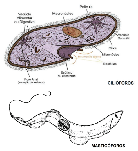 imagens de protozoários